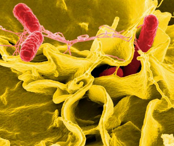 salmonella bacteria scanning electron micrograph